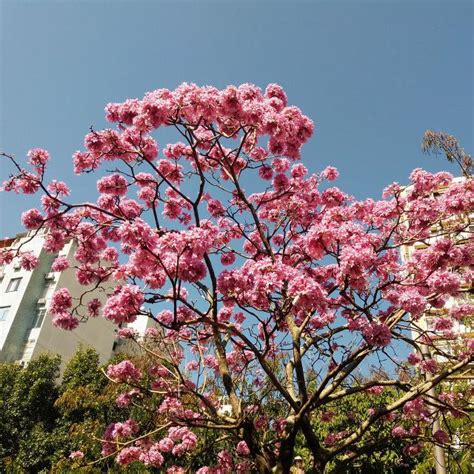 巴西鐵樹開花意思|巴西鐵樹開花嗎，巴西鐵樹開花的寓意/1月開花語堅貞。